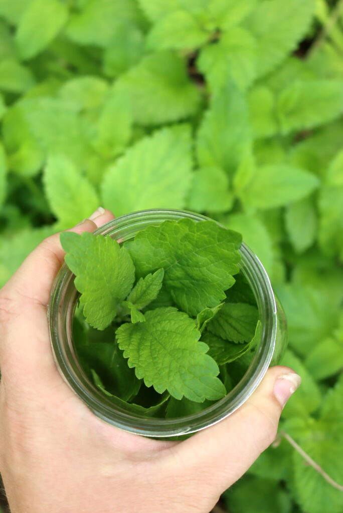 Lemon Balm Jelly