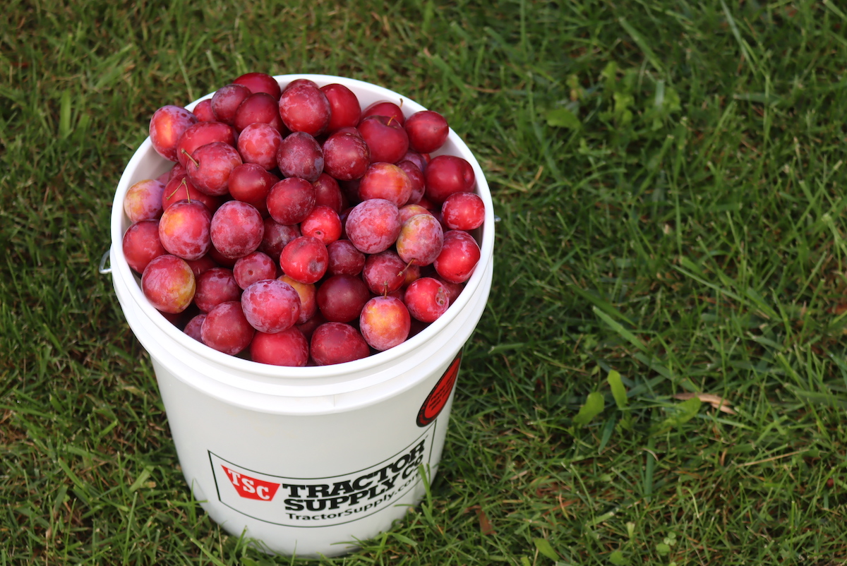 Canning Plums-Delicious Spiced Plum Recipe - Ankeny Hill Farm