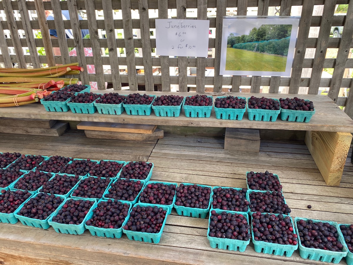 Saskatoons for Sale