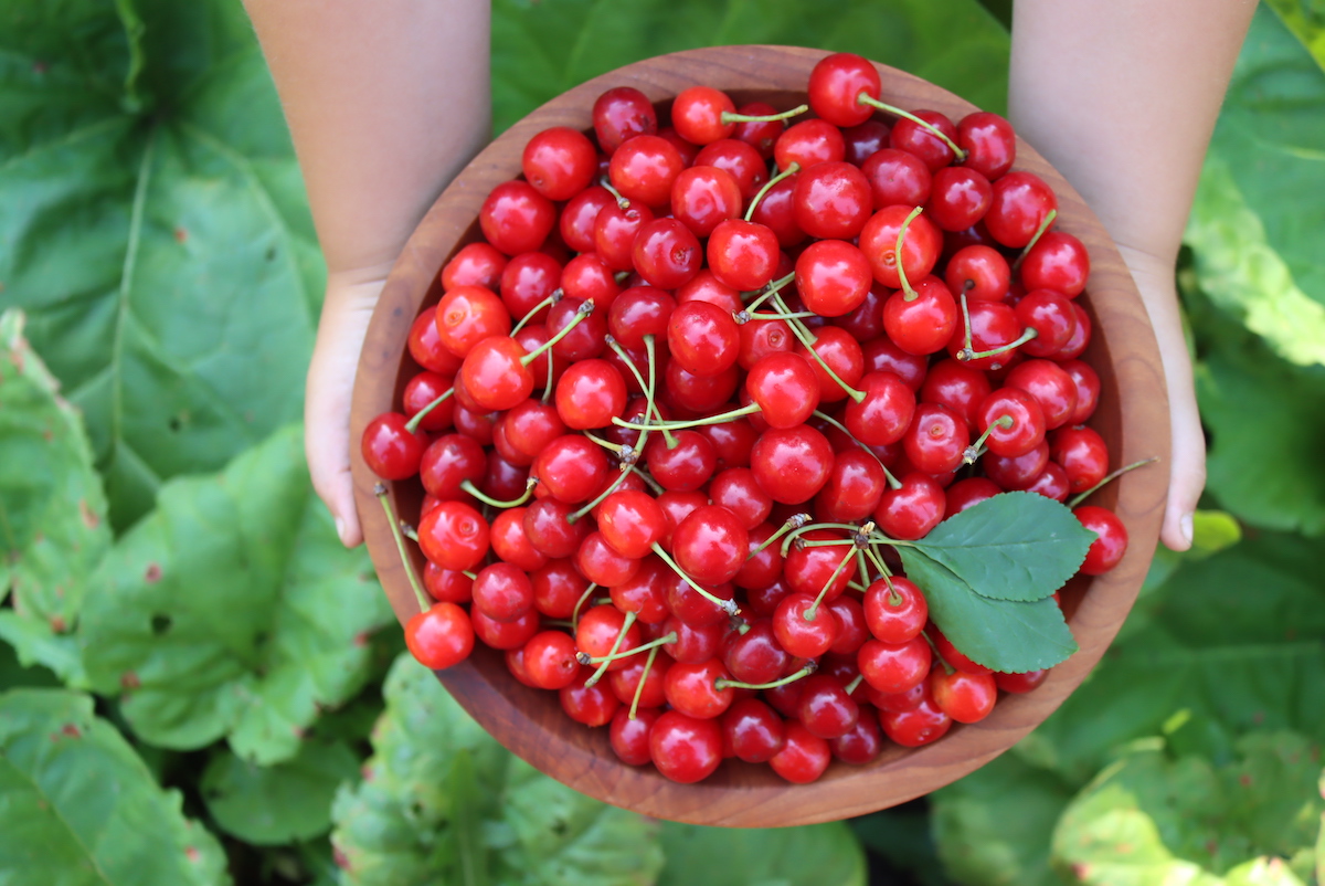 Sour Cherries