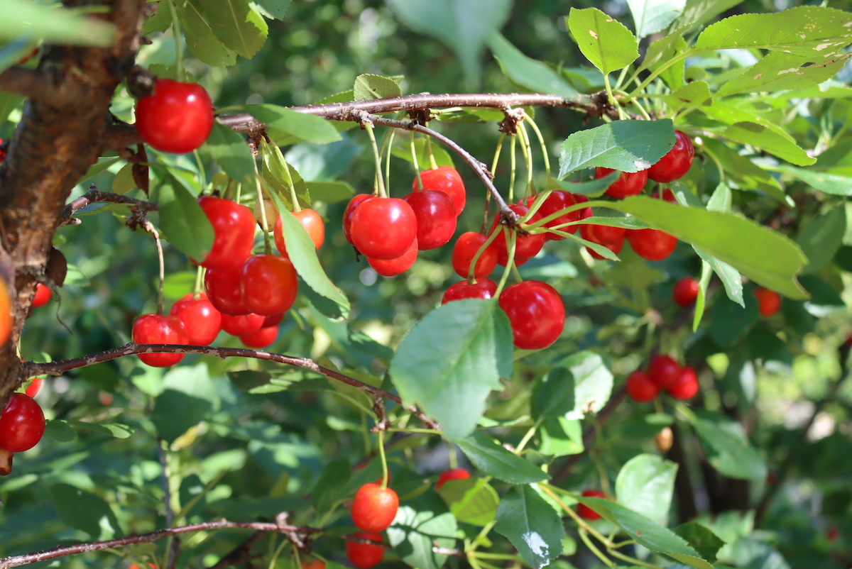 Sour Cherry Tree