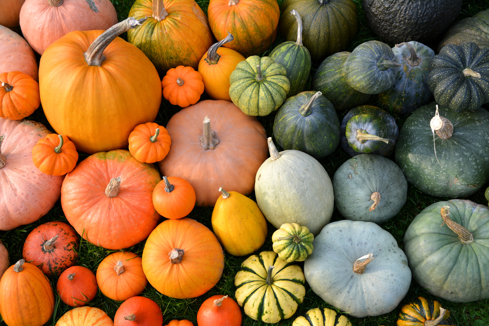 Winter Squash Varieties