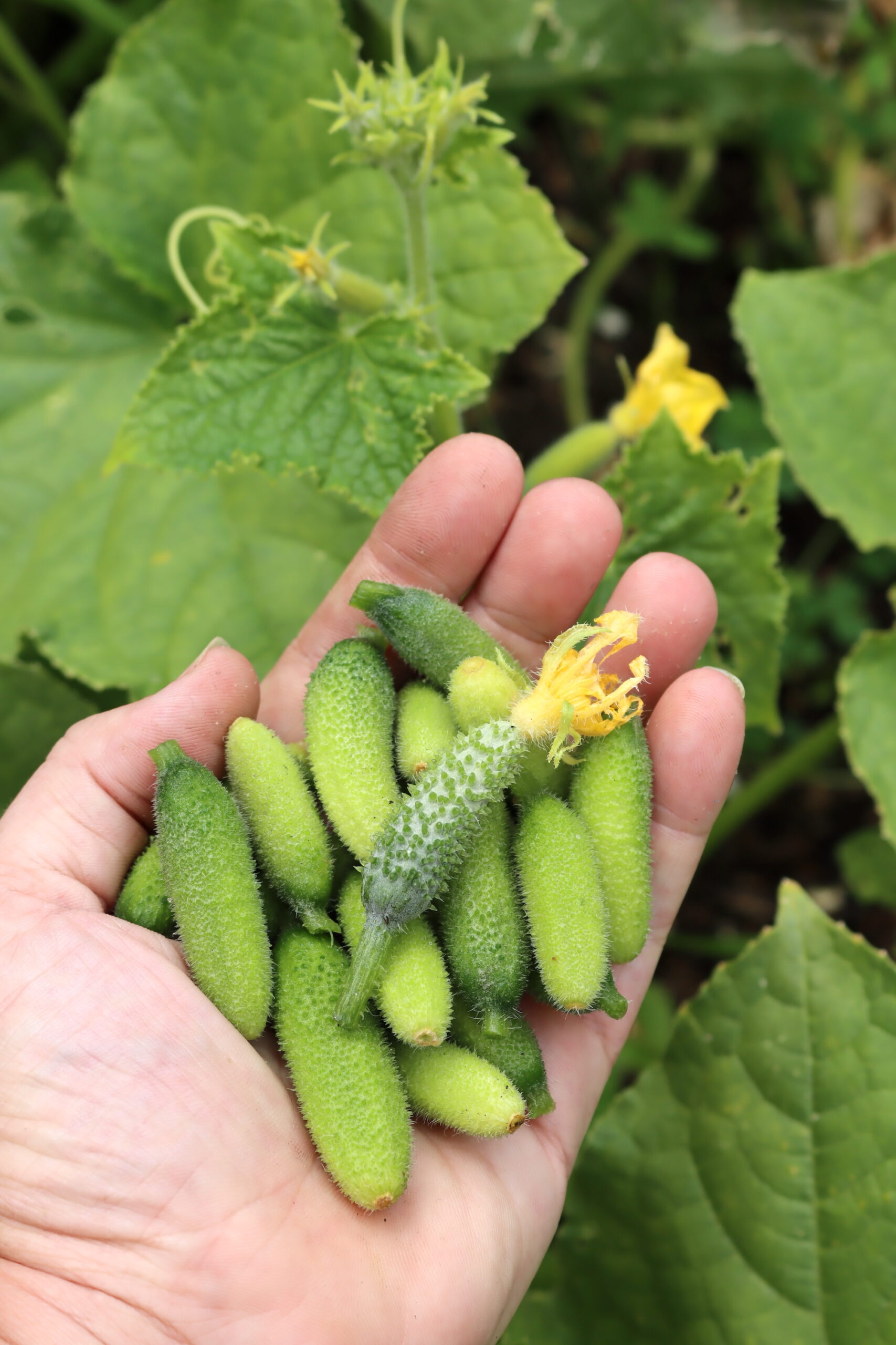 Harvesting Cucumbers for Cornichons