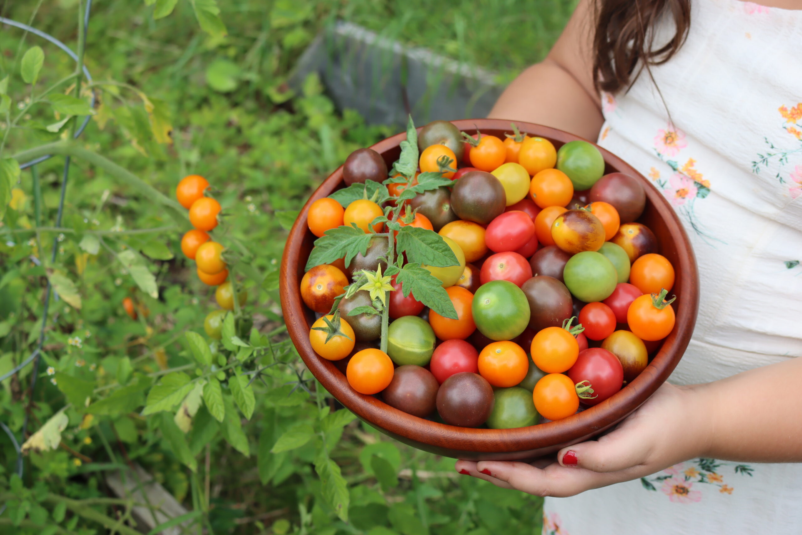 Cherry Tomatoes