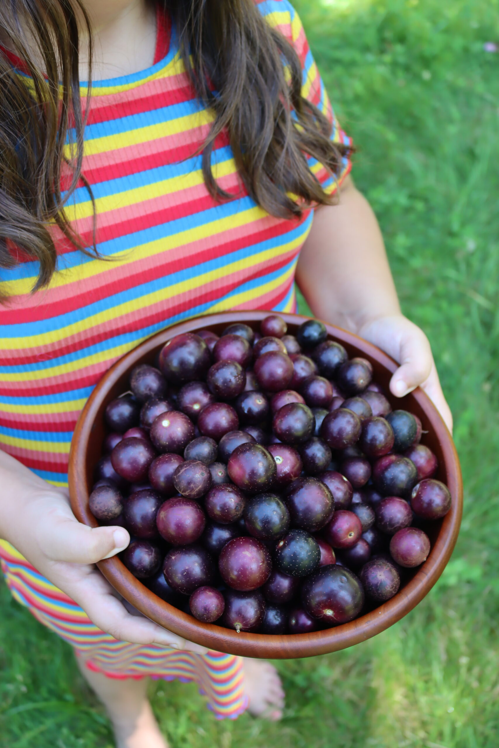 Red Muscadines