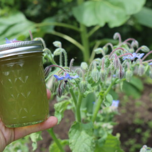 Borage Jelly