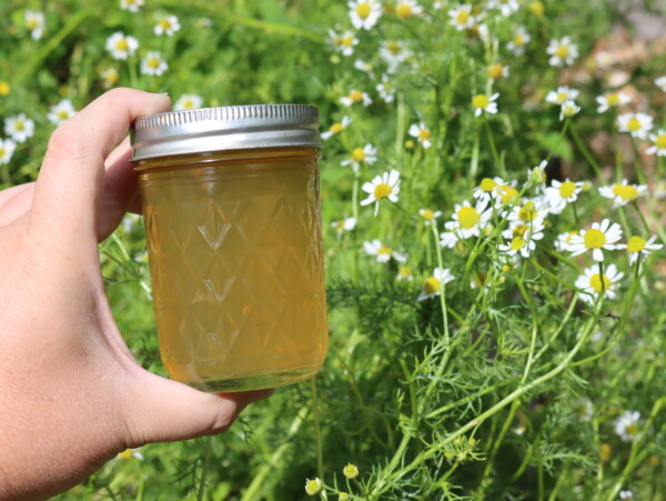 Chamomile Jelly