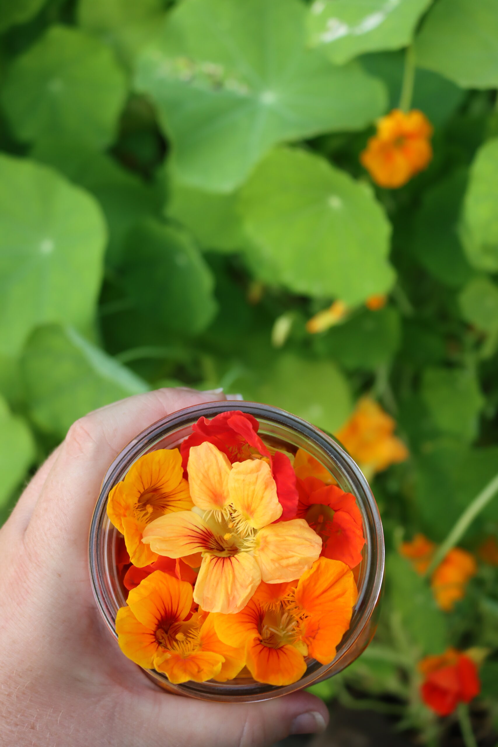 Harvesting Nasturtiums