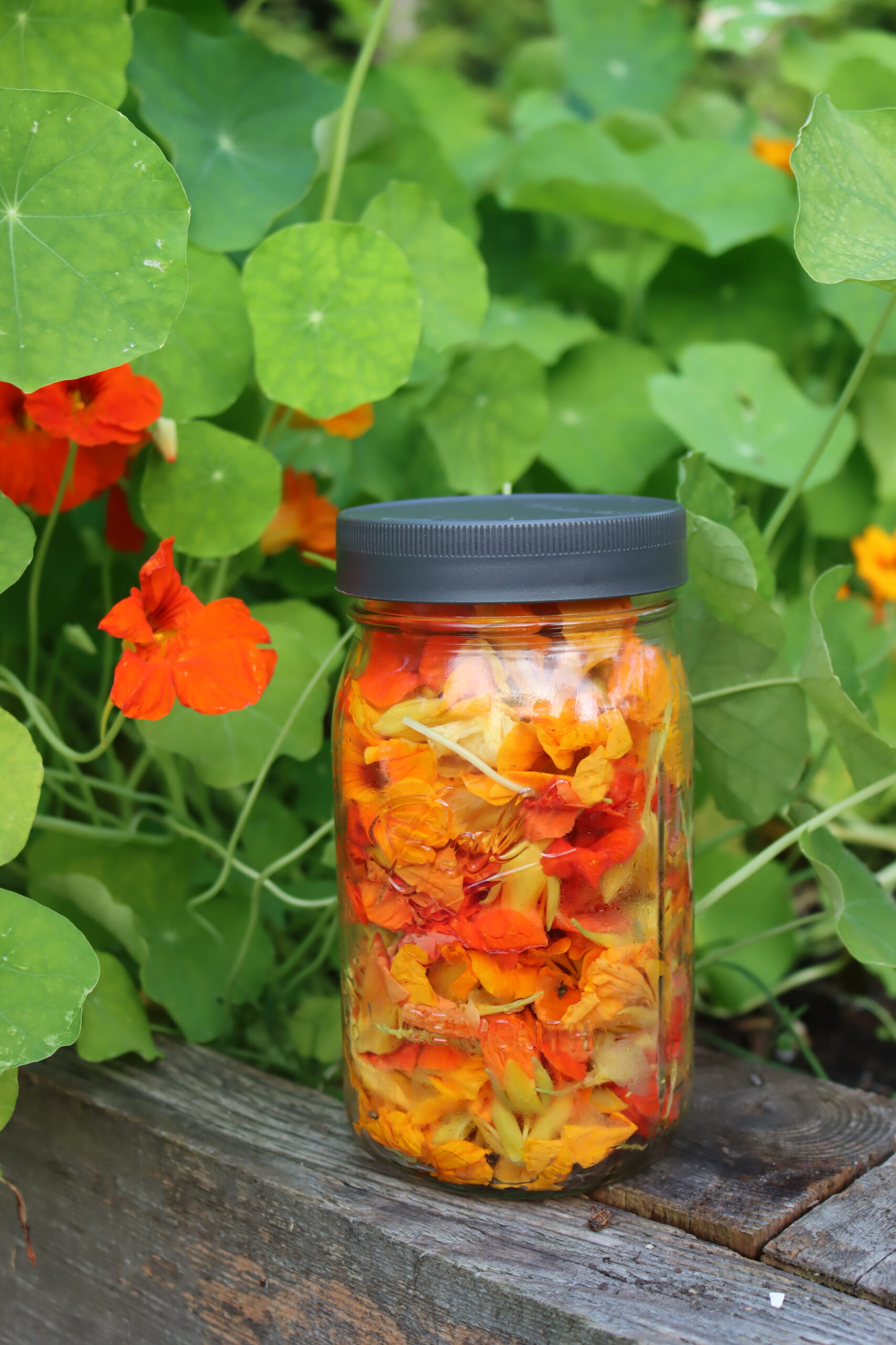 Harvesting Nasturtiums