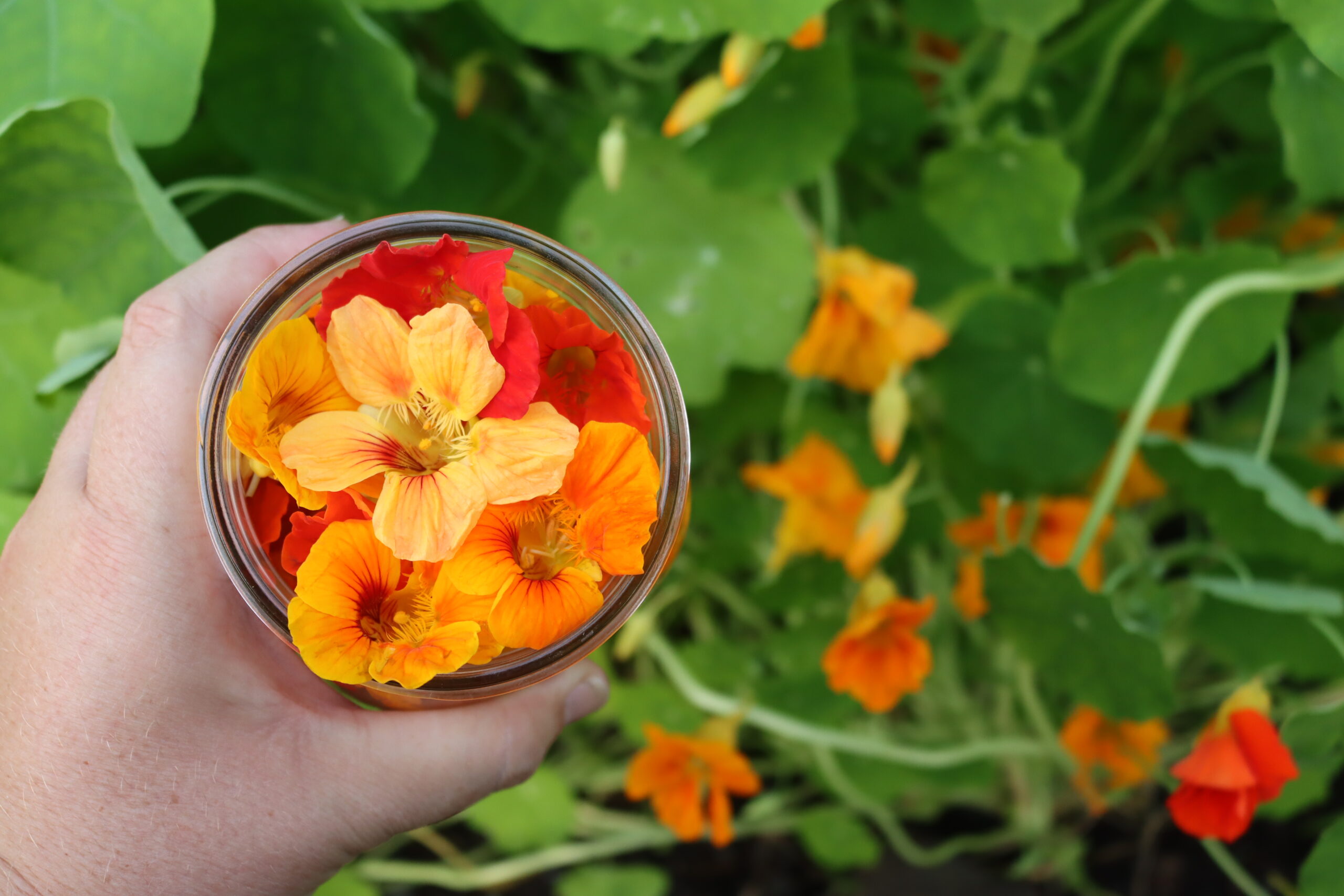 Harvesting Nasturtiums