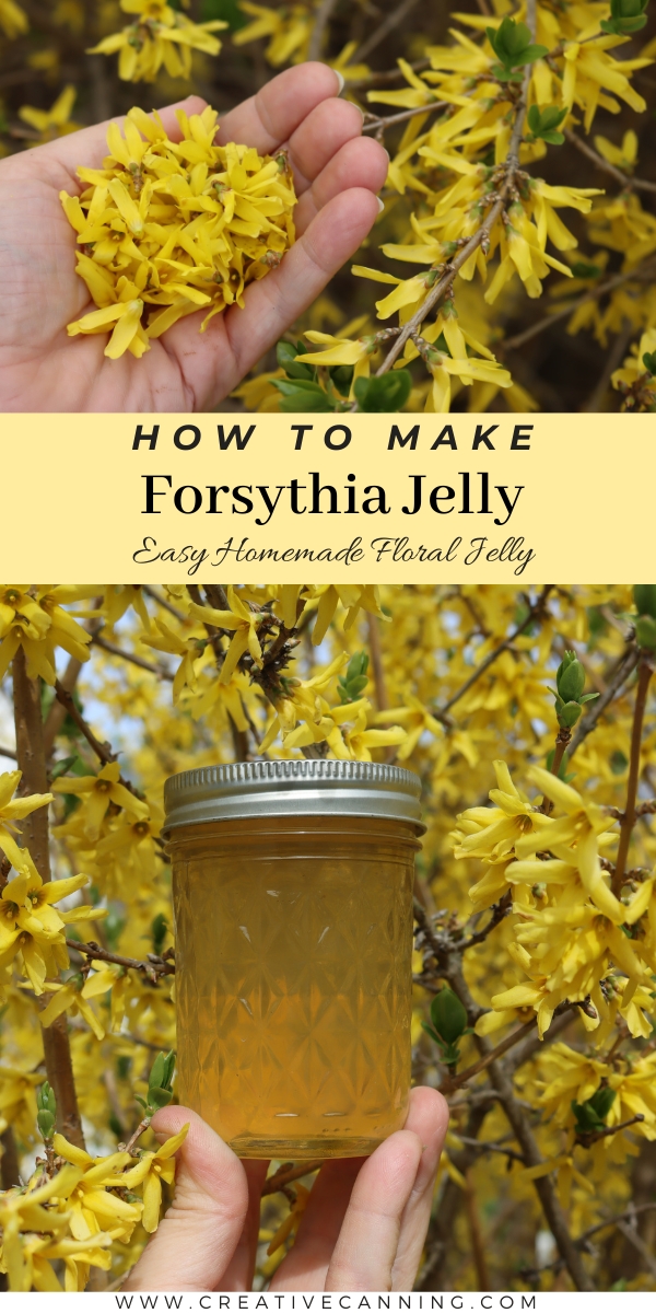 How to Make Forsythia Jelly