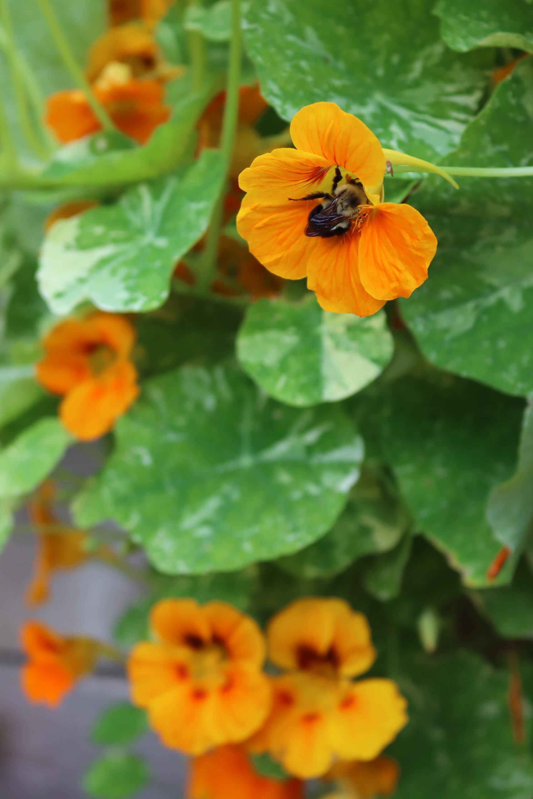 Nasturtium Bee