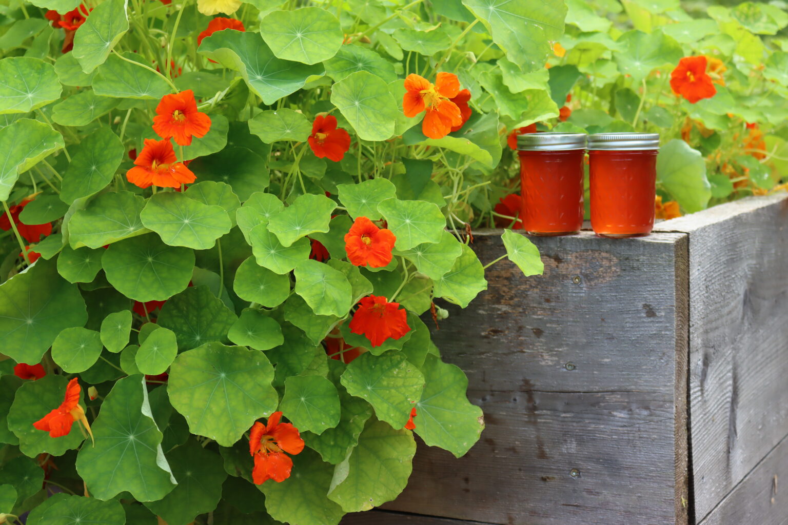 Nasturtium Jelly - Creative Canning