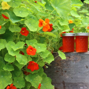 Nasturtium Jelly