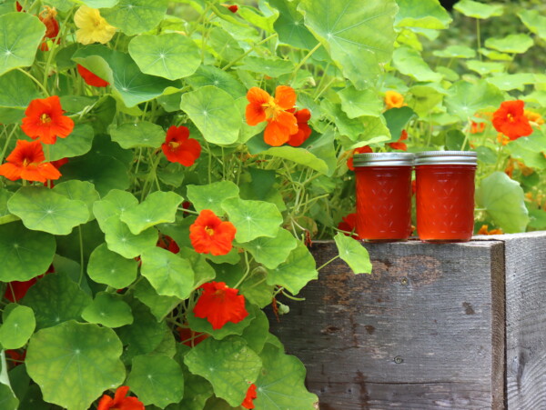 Nasturtium Jelly