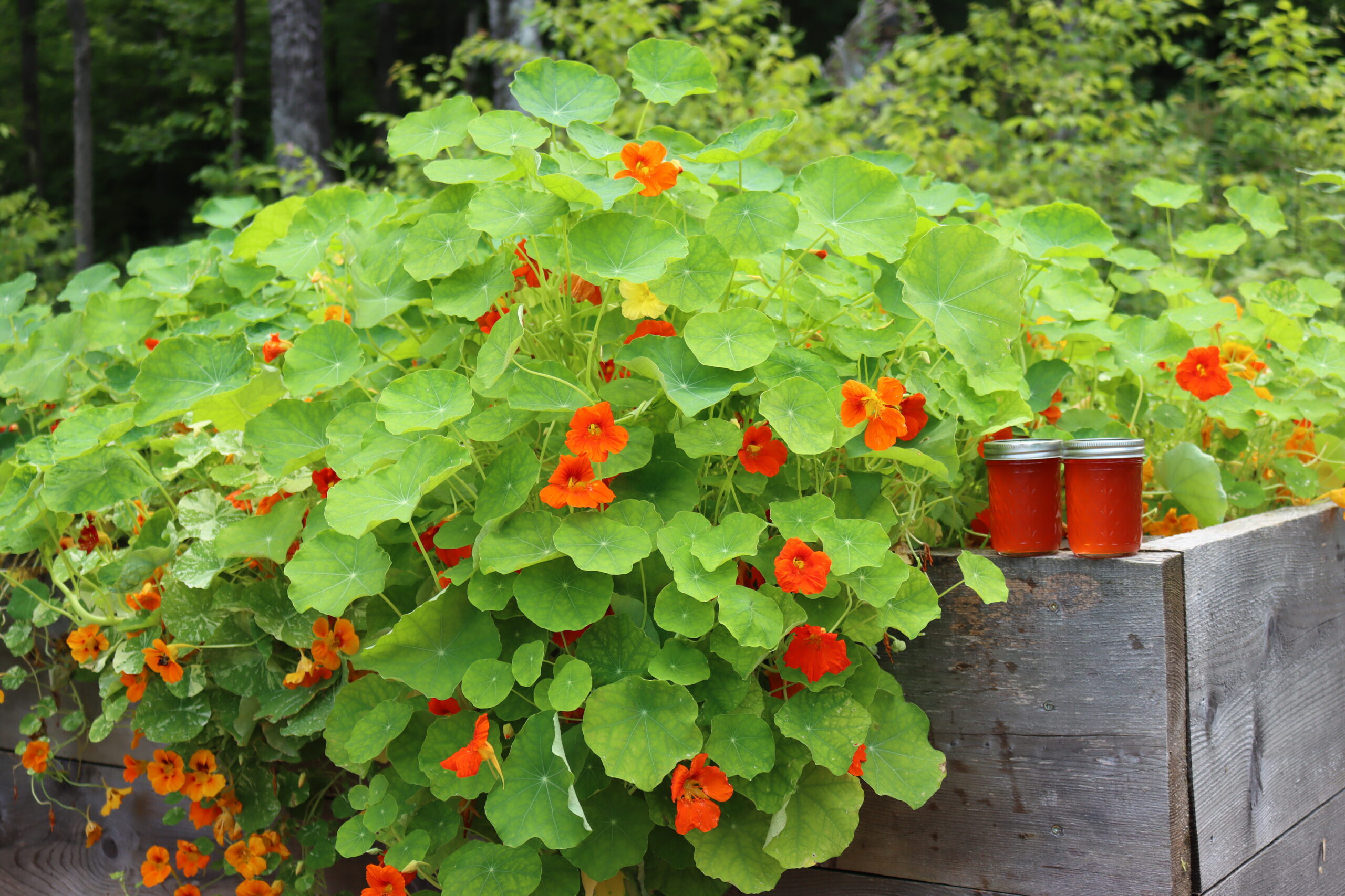 Nasturtium Jelly