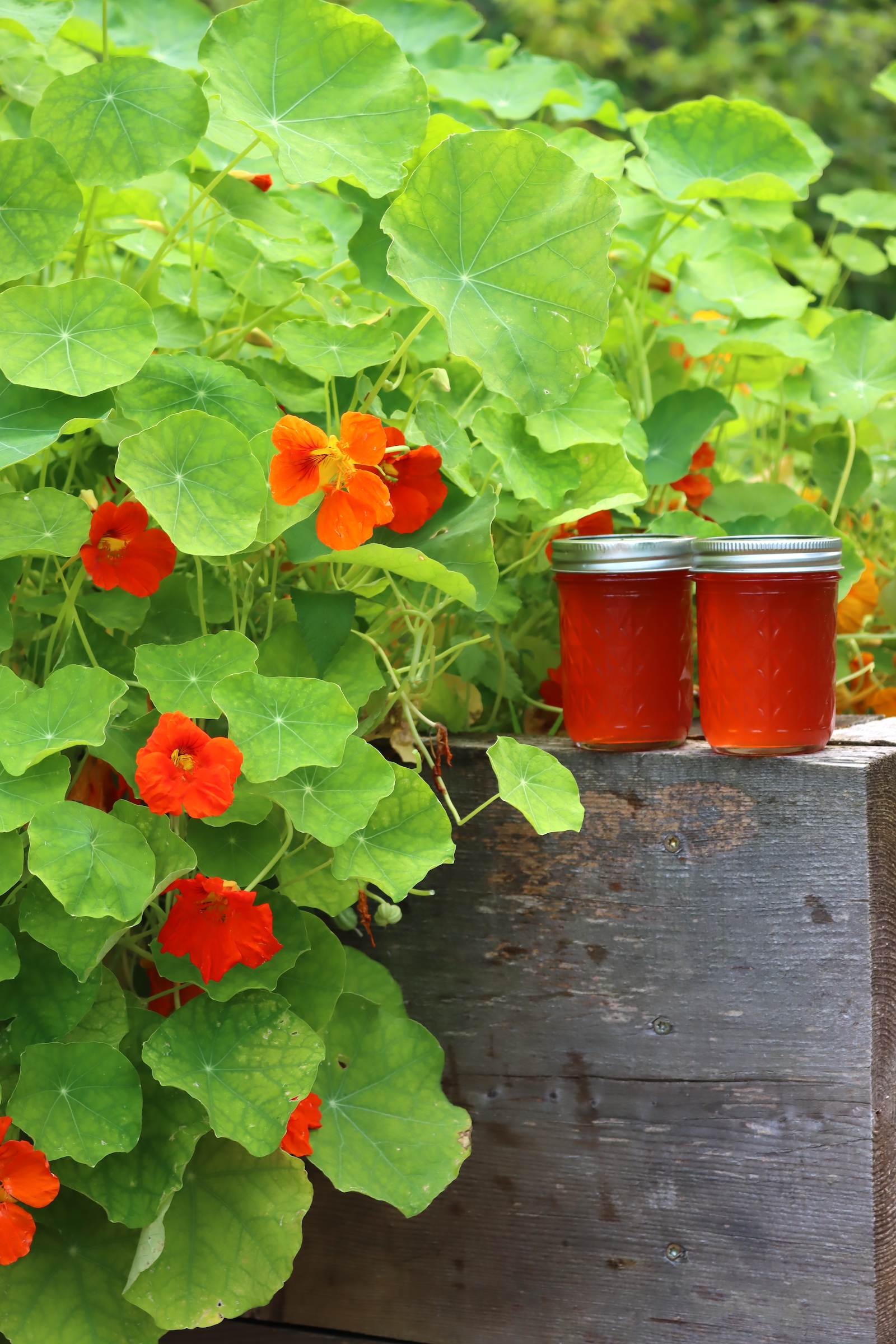 Nasturtium Jelly