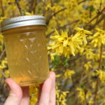 forsythia jelly