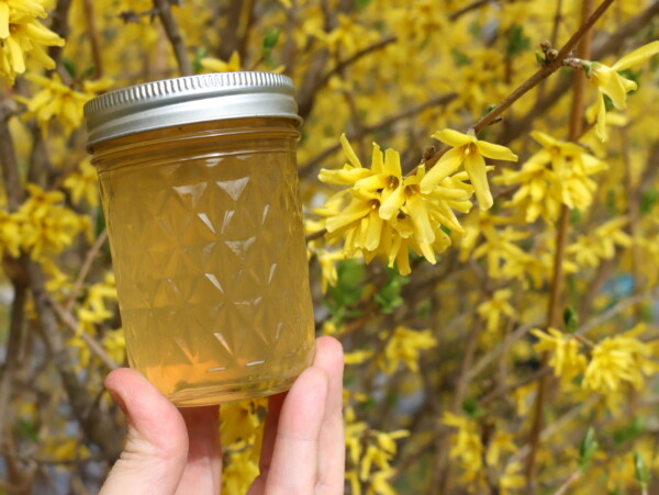 forsythia jelly