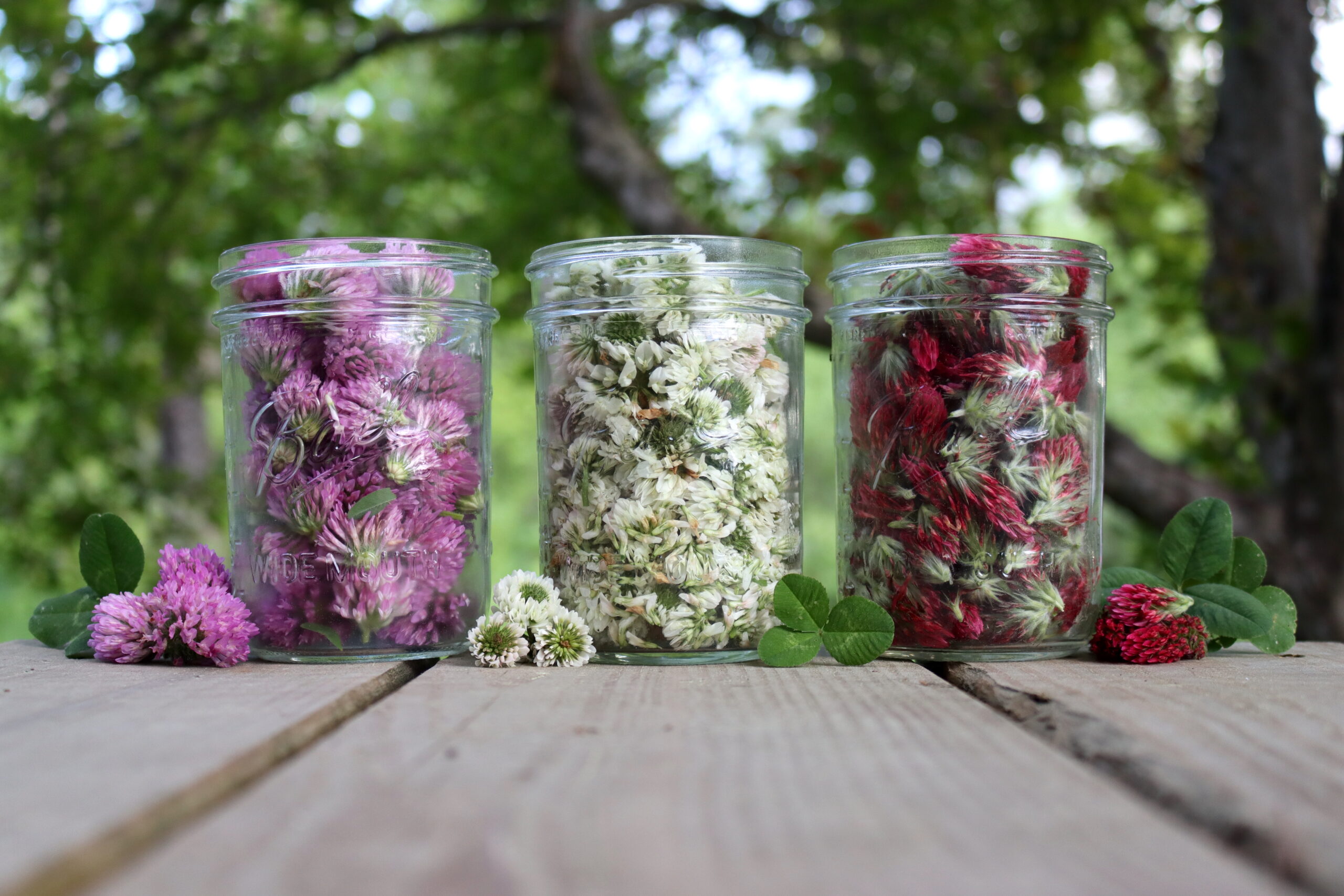 Clover Flowers