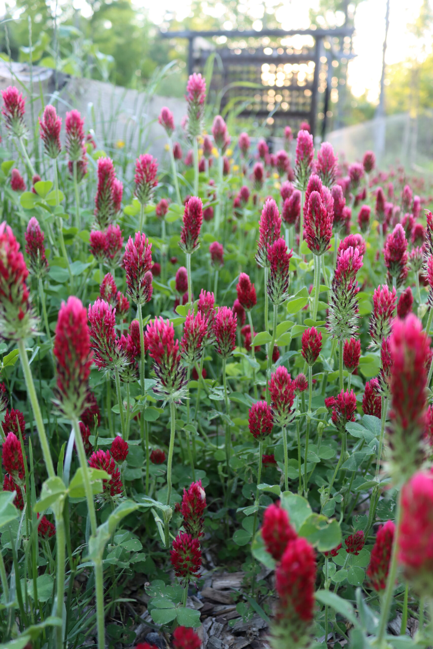 Crimson Clover