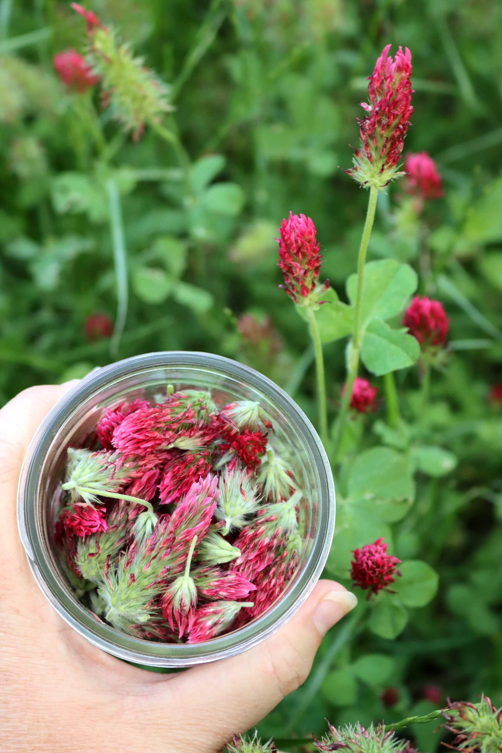 Crimson Clover