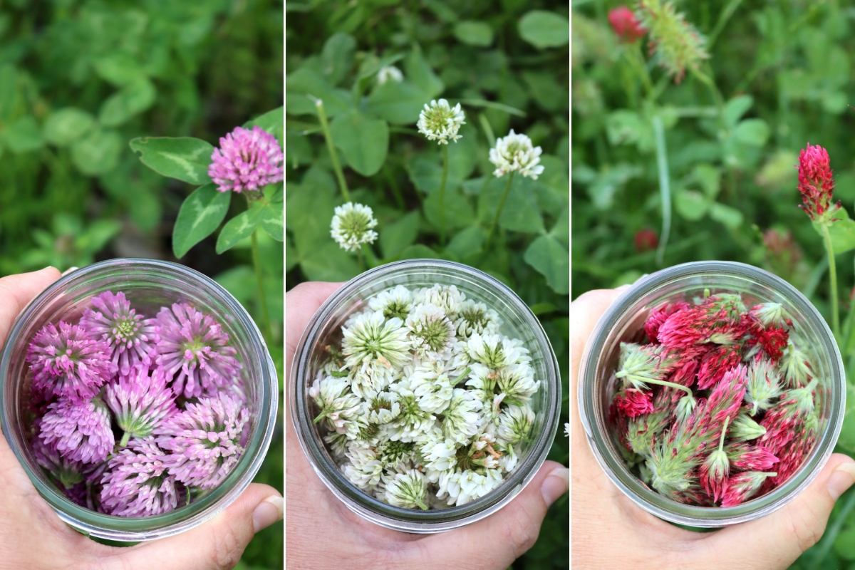 Harvesting Clover