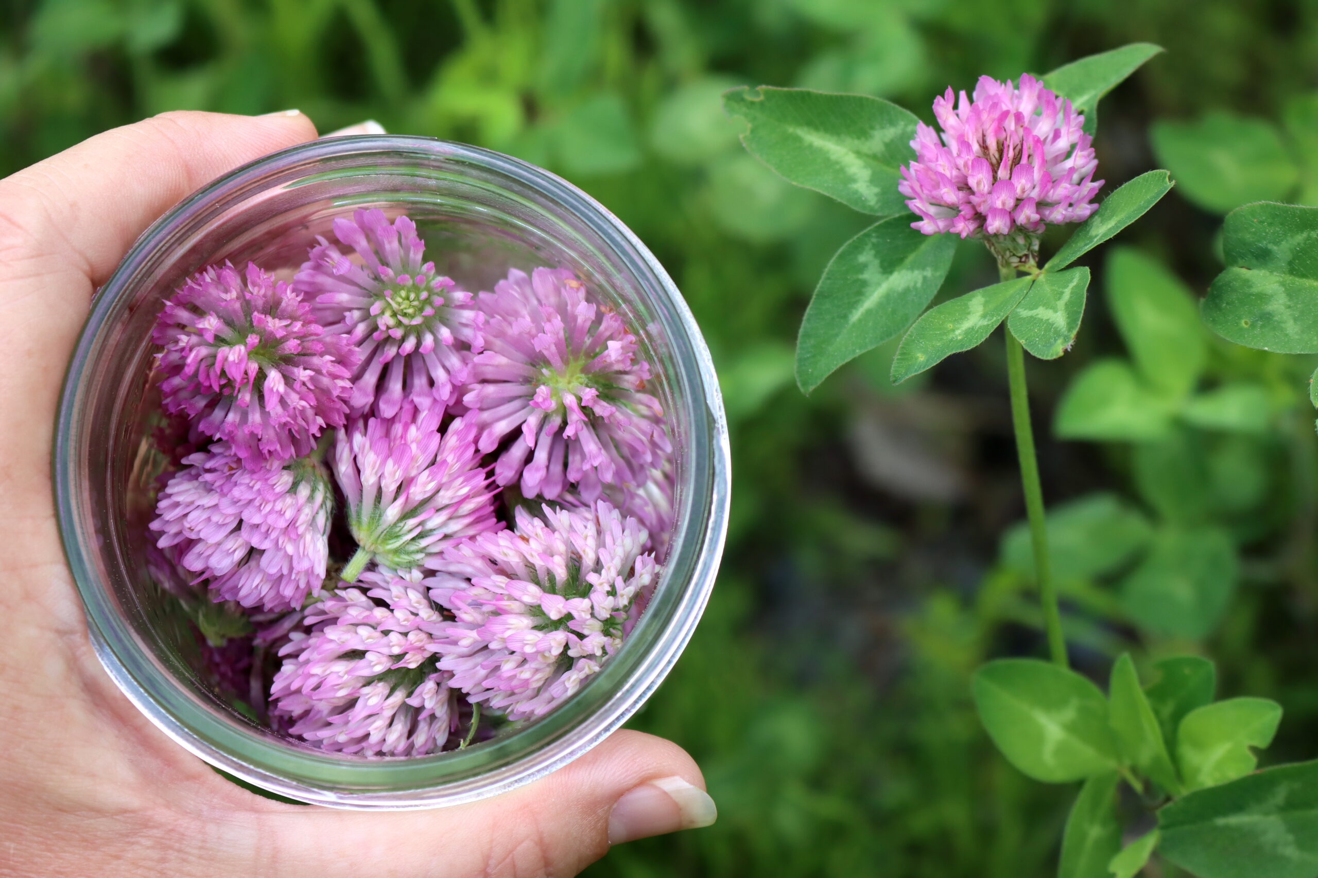 Red Clover Flowers