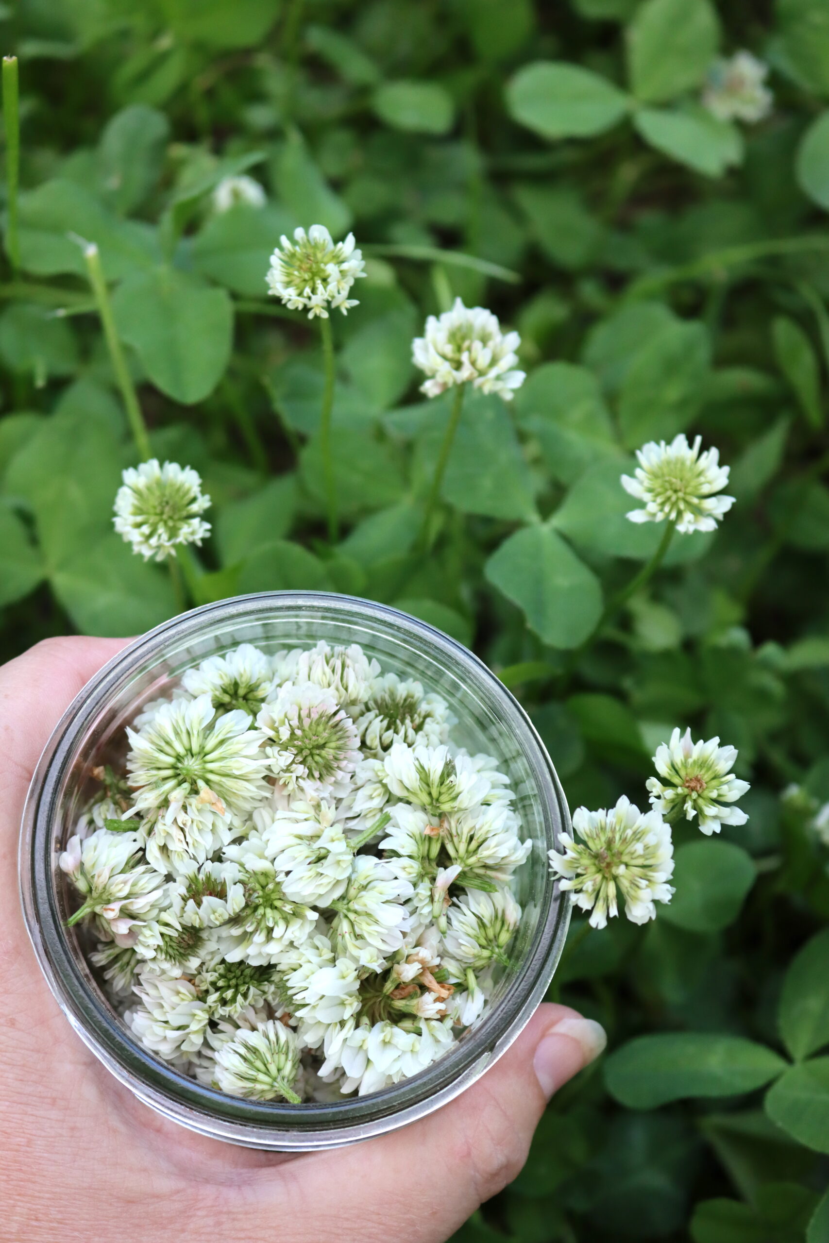 White Clover