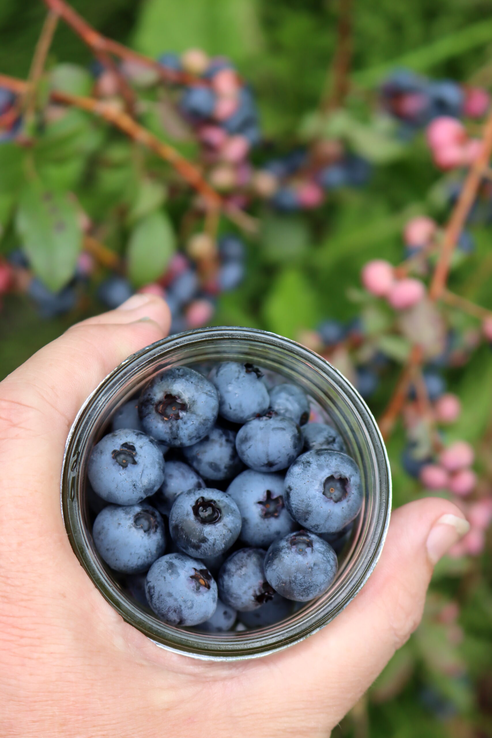 Harvesting Blueberries for Pickling