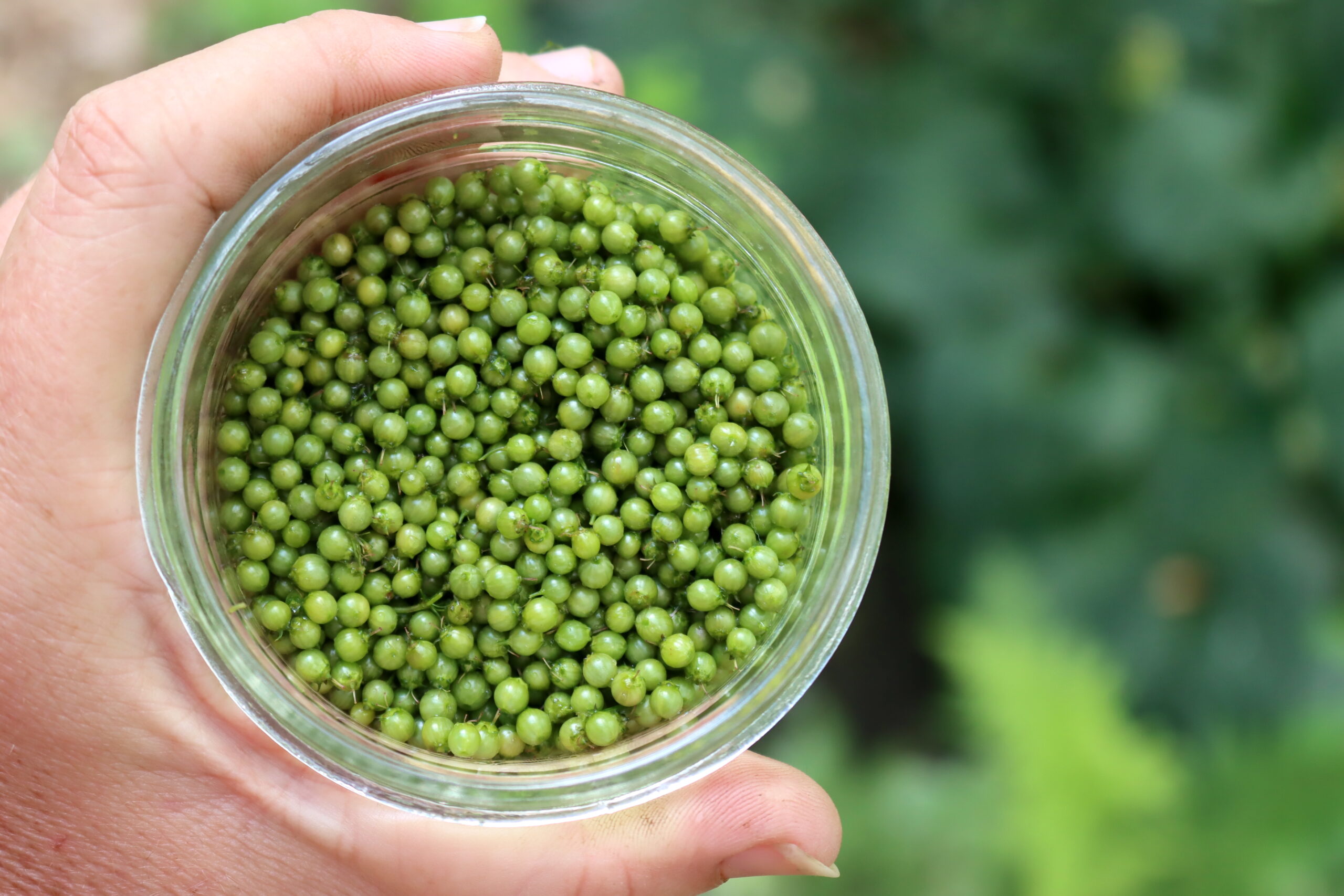 Harvesting Green Cillantro Seed