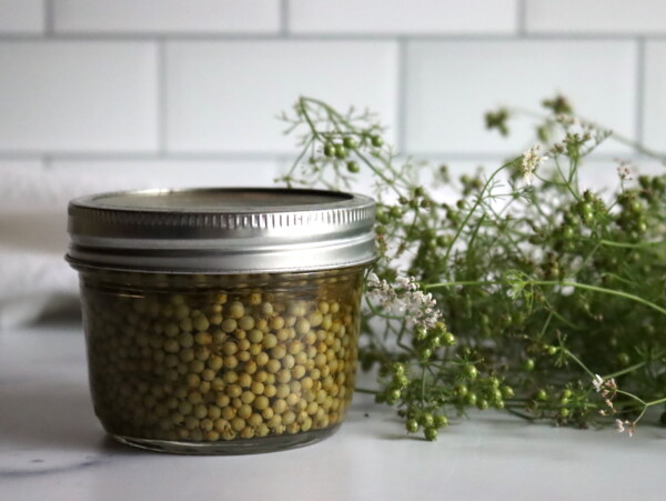 Pickled Green Cillantro Seed