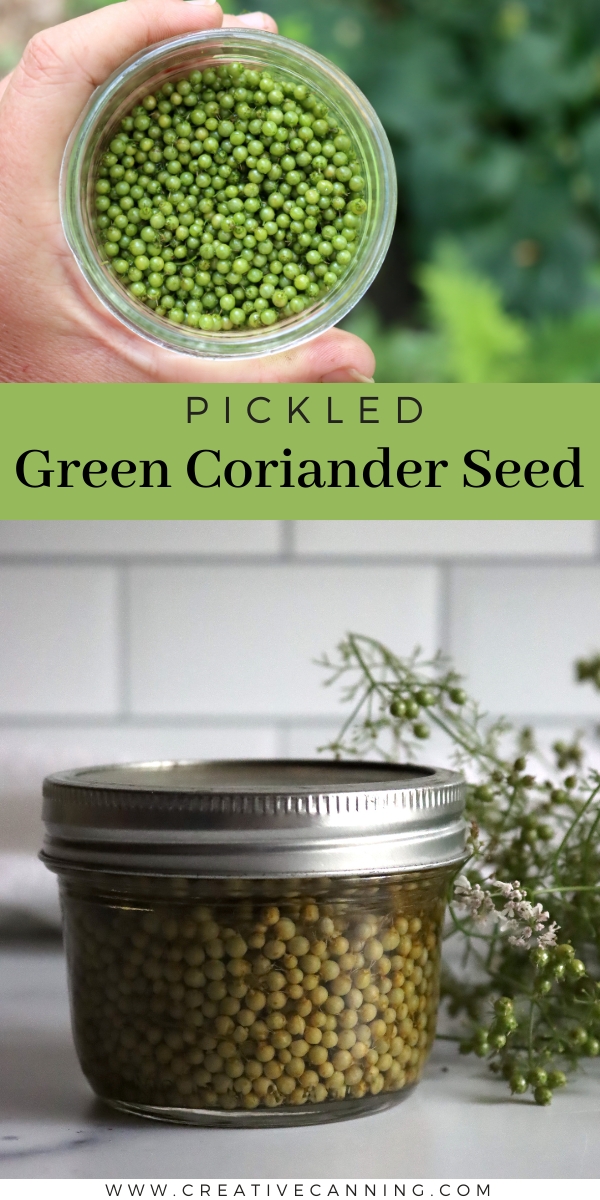 Pickling Green Coriander Seed