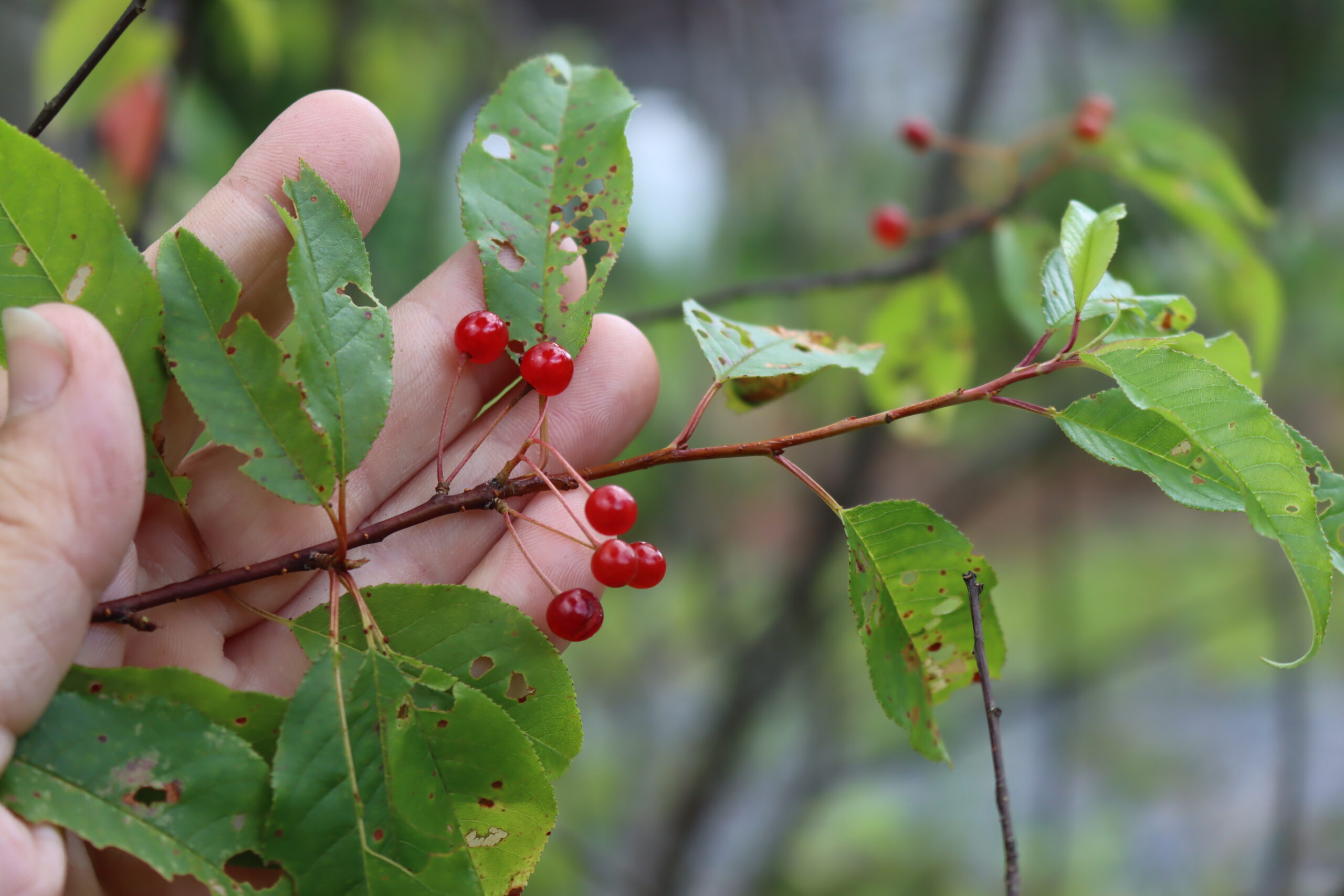 Pin Cherries