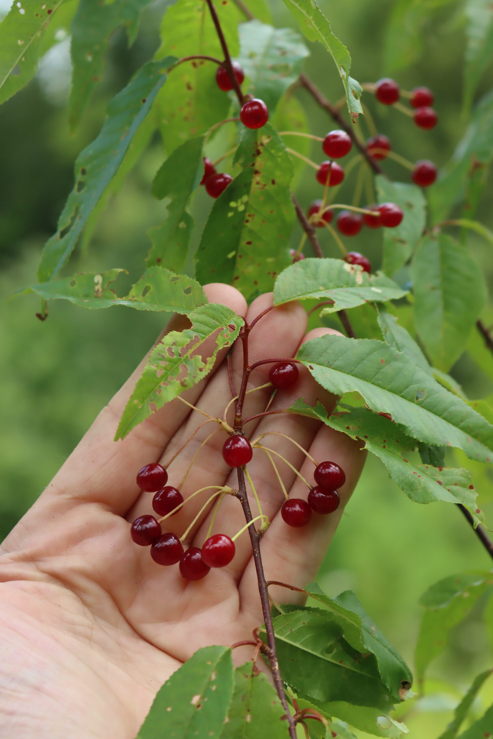 Pin Cherries