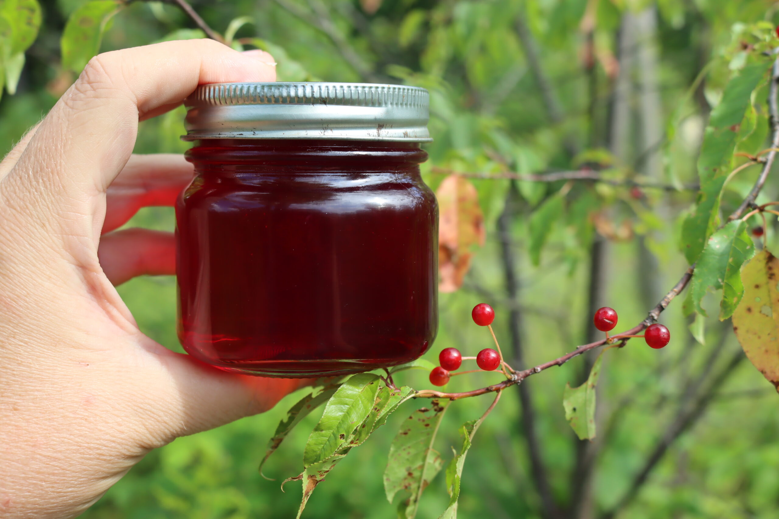 Pin Cherry Jelly