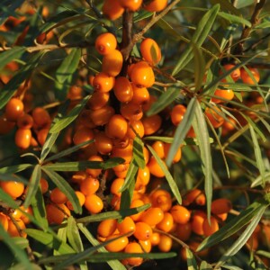 Sea Buckthorn Fruit