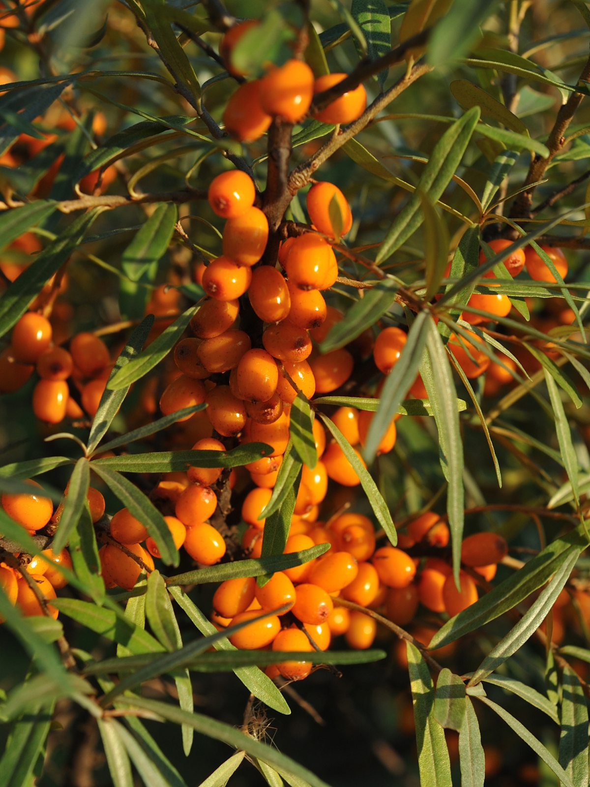 Sea Buckthorn Fruit