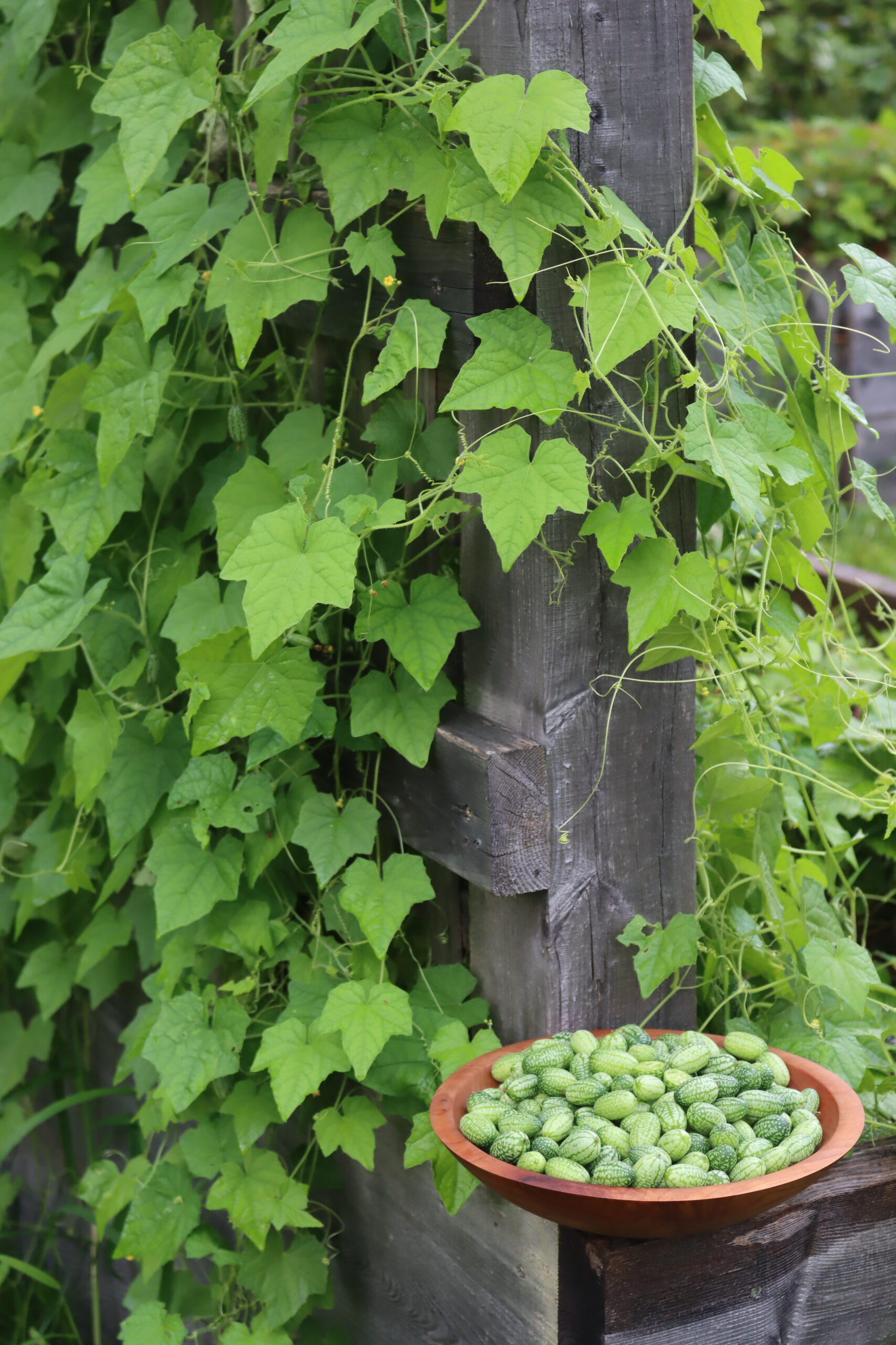 Cucamelon Harvest