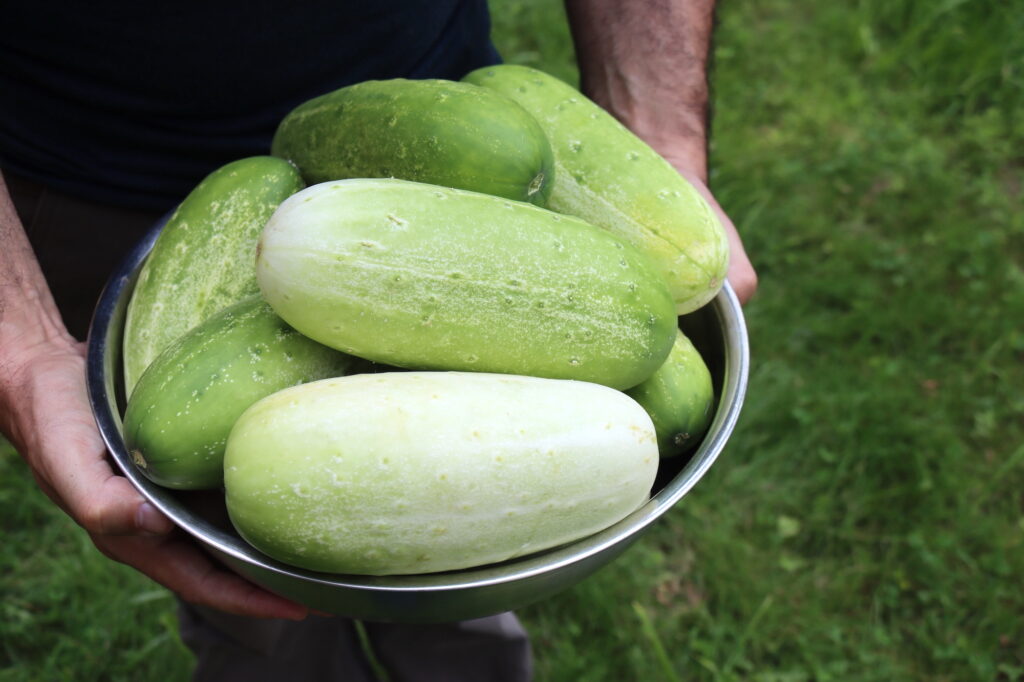 Overripe Cucumbers