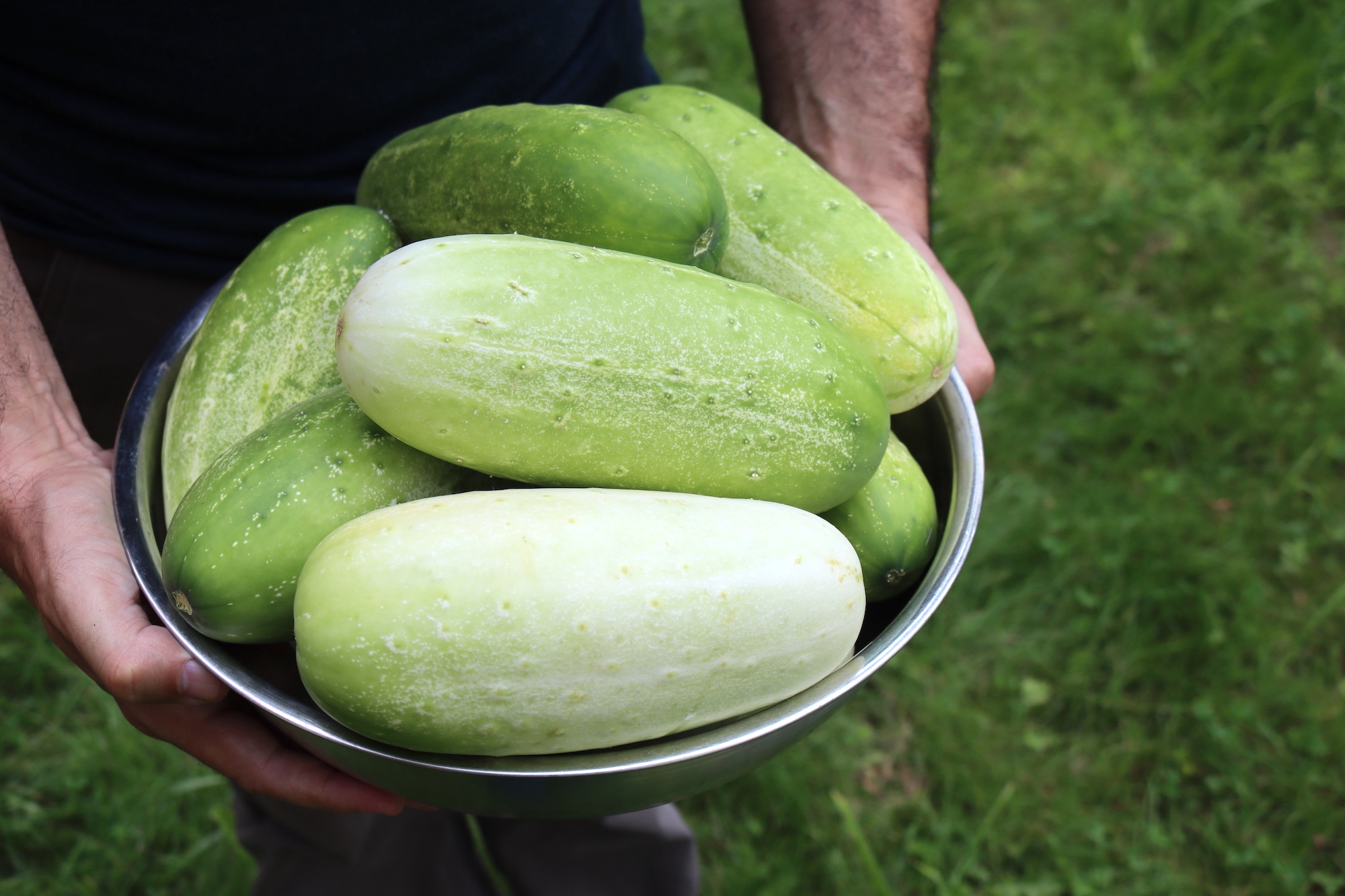 Overripe Cucumbers