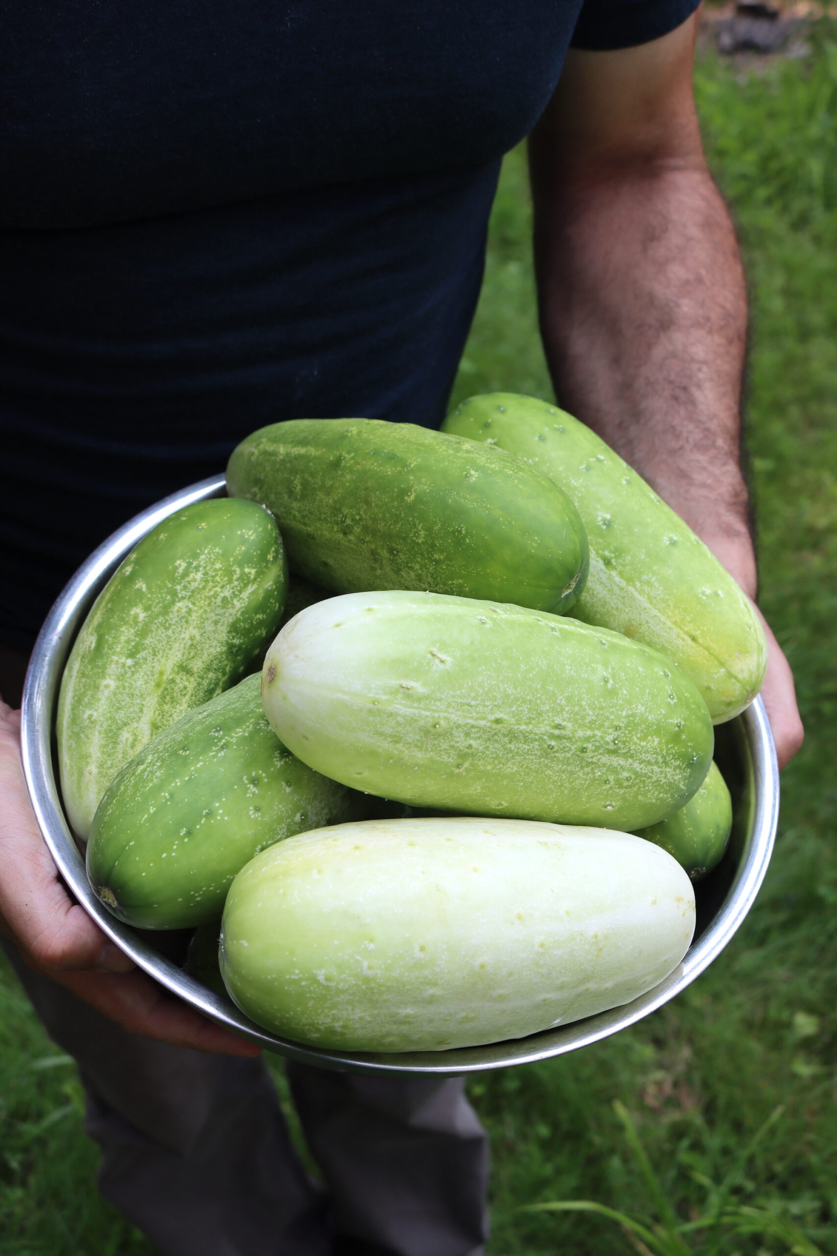 Overripe Cucumbers