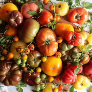 Heirloom Tomatoes for Salsa