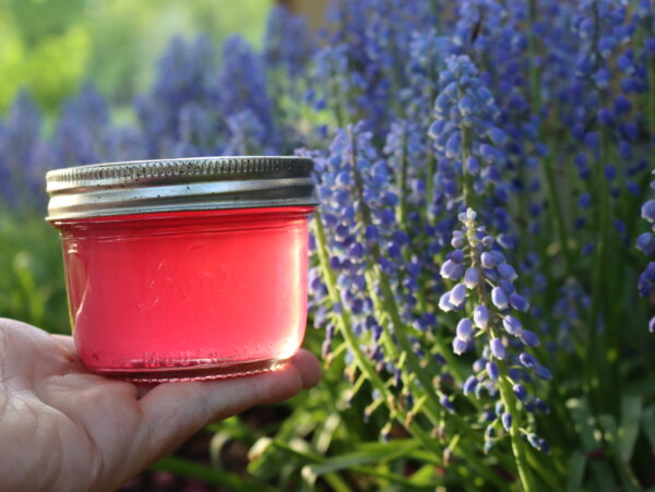 Grape Hyacinth Jelly