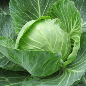 Cabbage