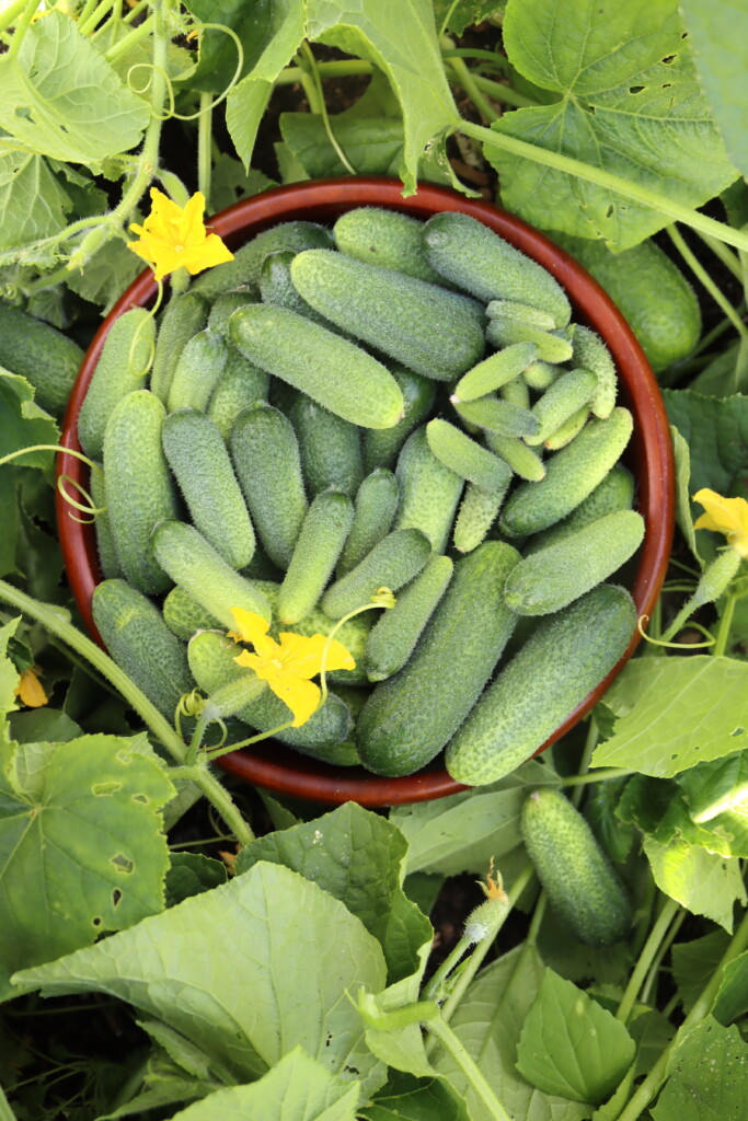 Cucumber Harvest