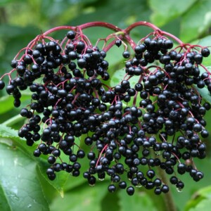 Elderberry