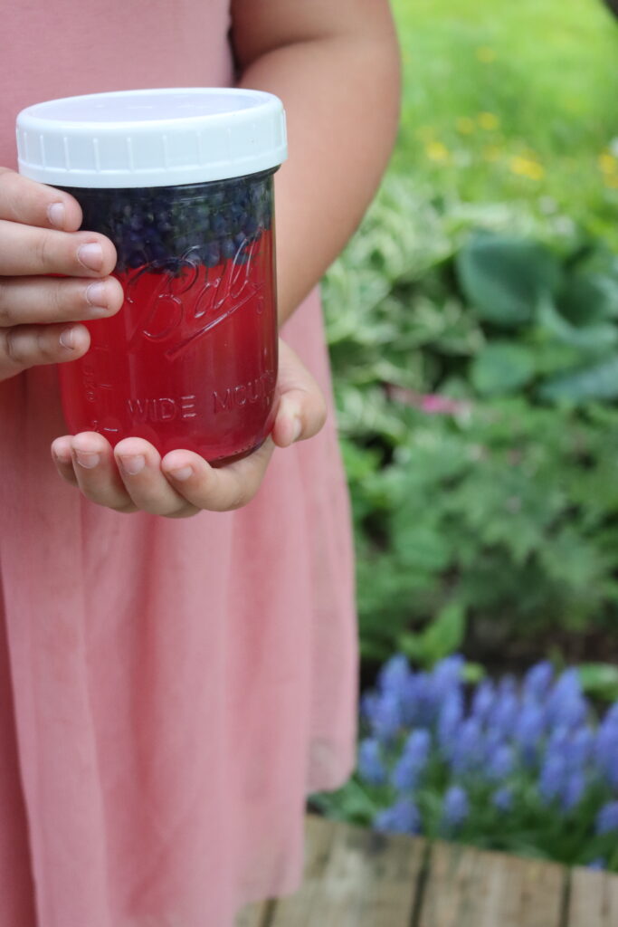 Grape Hyacinth Tea
