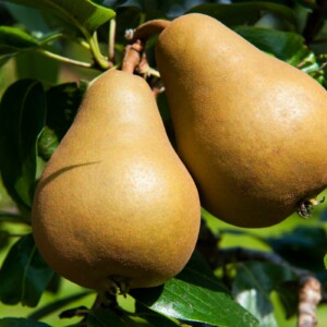 Pear