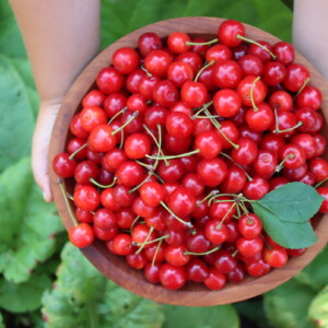 Sour Cherries